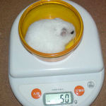 アイは体重減り気味