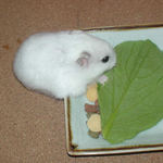 小松菜を食べるアイ