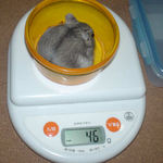 コーキは体重増