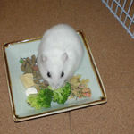 ブロッコリーを食べるアイ