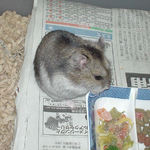 乾燥パパイヤを食べるユウキ