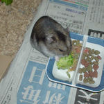 ブロッコリーを食べるユウキ