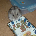 アメリペットを齧るコーキ