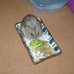 ブロッコリーを食べるコーキ