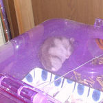 熟睡中のコーキ