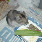 エサ皿をくんくん