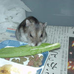 小松菜を食べるユウキ