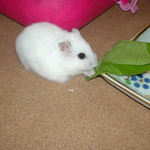 小松菜を食べるアイ