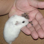 蕎麦の実に食いつくアイ