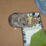 バナナチップを食べるコーキ