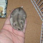 蕎麦の実を吸い込んだ後のコーキ