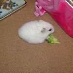 ブロッコリーを食べるアイ