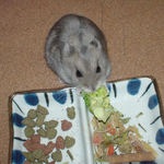 ブロッコリーを食べるコーキ