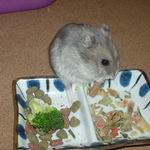 ミートジャーキーを食べるコーキ