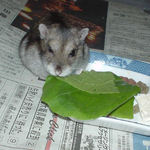 小松菜を齧るアイです。