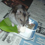 豆腐を食べるユウキ