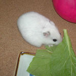 小松菜を食べるアイ