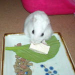 豆腐を食べるアイ