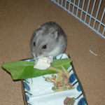 豆腐を食べるコーキ