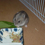 乾燥野菜を食べるコーキ