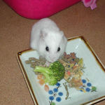 ブロッコリーを食べるアイ