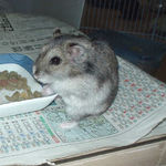 ちょっと、毛並みが悪いです