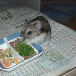 ブロッコリーを食べだしたユウキ