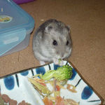 ブロッコリーを食べるコーキ