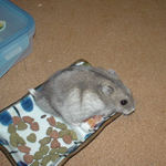 エサ皿をうろうろしています