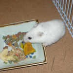 かぼちゃを食べるアイ