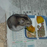 カボチャを食べるユウキ