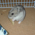 バナナチップを食べるコーキ