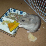 カボチャを食べるコーキ