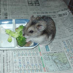 ブロッコリーを食べるユウキ