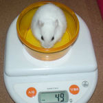 アイも体重減少です。