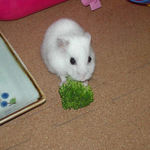 ブロッコリーを食べるアイ