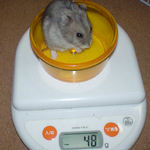 コーキは、体重増です。