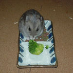 ブロッコリーに齧りつくコーキ