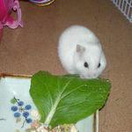 小松菜を食べるアイ