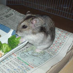 ブロッコリーを食べるユウキ