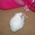 粟の穂を食べるユウキ