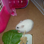 小松菜を食べるアイ