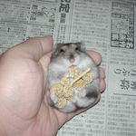 粟の穂で腹出し食いのユウキ