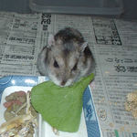 小松菜を食べるユウキ