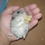 コーキも粟の穂で腹出し食い