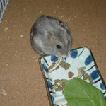 煮干を食べるコーキ