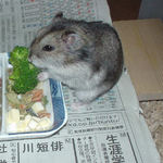 ブロッコリーを食べるユウキ