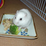 ブロッコリーを食べるアイ