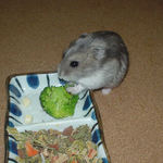 ブロッコリーを食べるコーキ