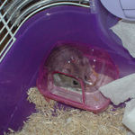 ケージに帰ってしまいました